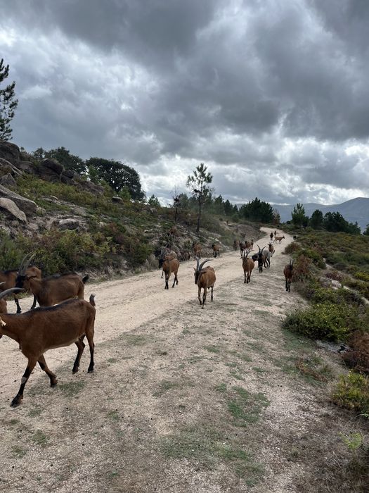 Vende-ae Cabras bravias