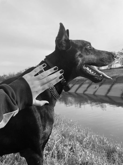 Доберман для вʼязки