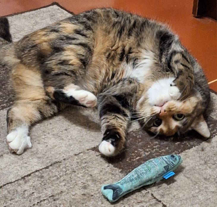 Кішка стерилізована