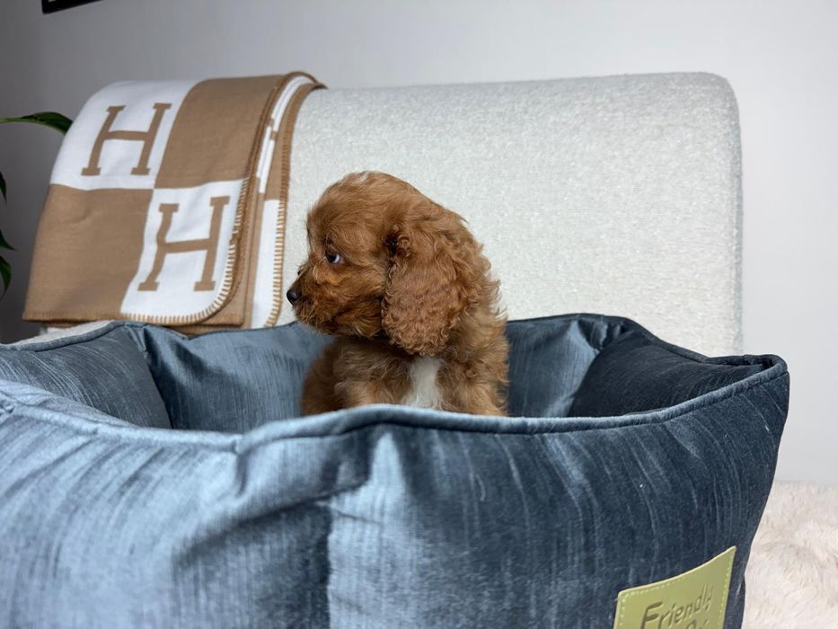 cavapoo piesek gotowy do odbioru