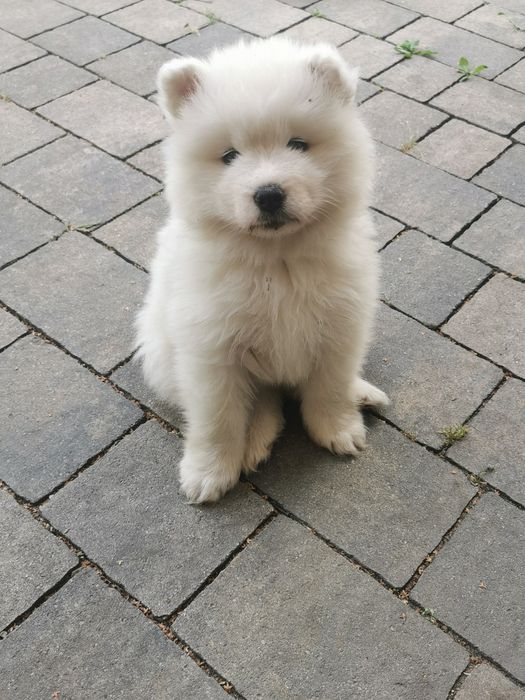 Śliczny  samojed  z rodowodem.  po super rodzicach z zagranicy