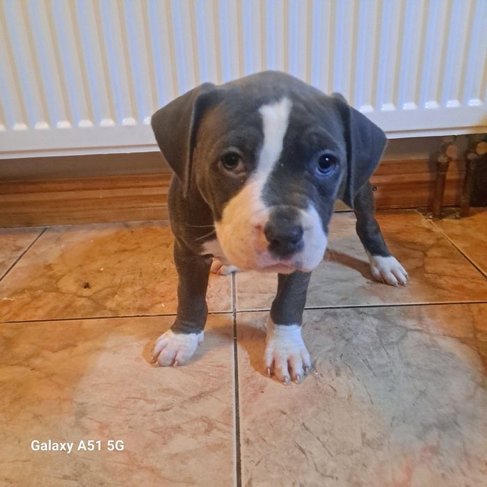 Amstaff  Szczeniak Suczkaa