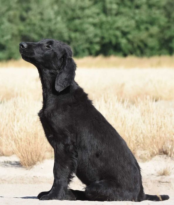 FLAT COATED RETRIEVER - czarny chłopczyk gotowy do przeprowadzki