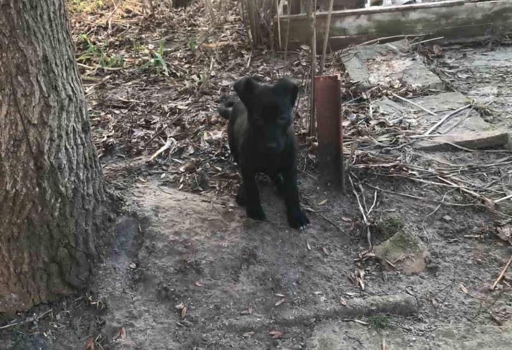 Хлопчик терміново шукає дім