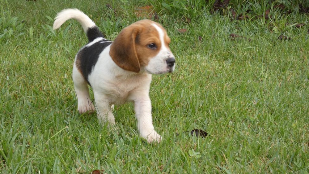 Beagle  tricolor macho