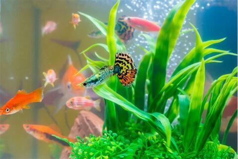 Vendo peixes variados