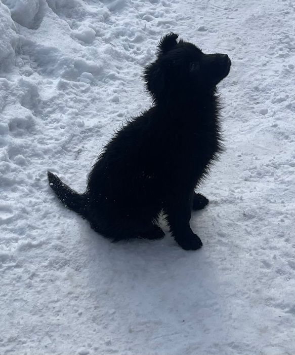 Цуцики в добрі руки