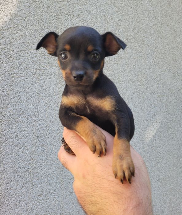 Pinscher miniatura macho
