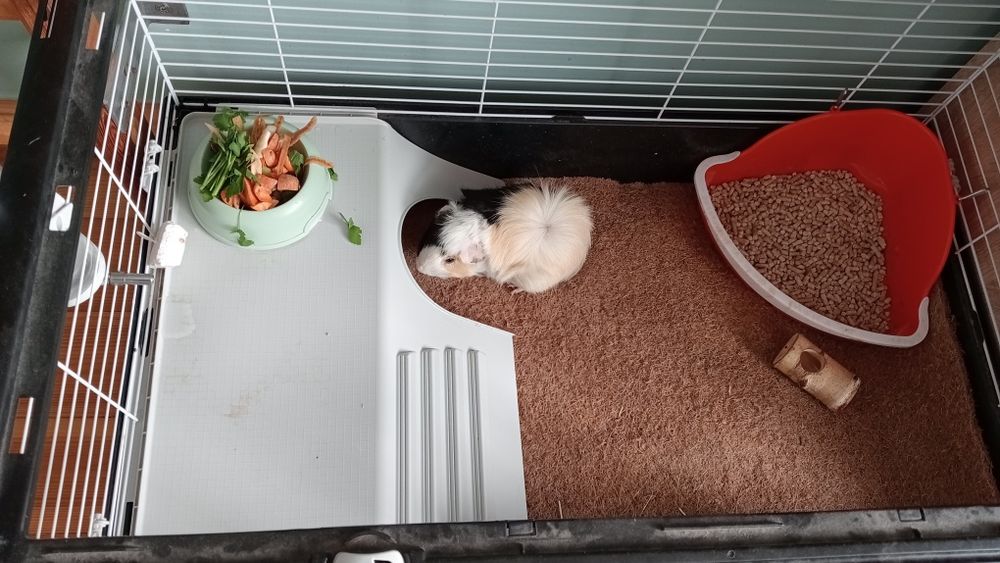 Świnki morskie za darmo