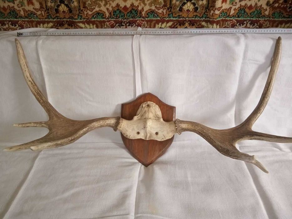 Роги лося на медальйоні