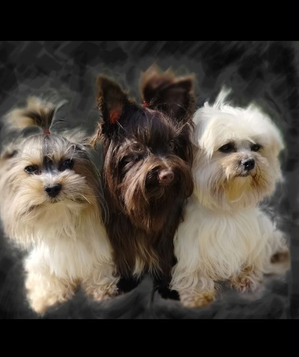 Mini Reproduktor Yorkshire Terrier Biewer, Golddust, Dark Chocolate