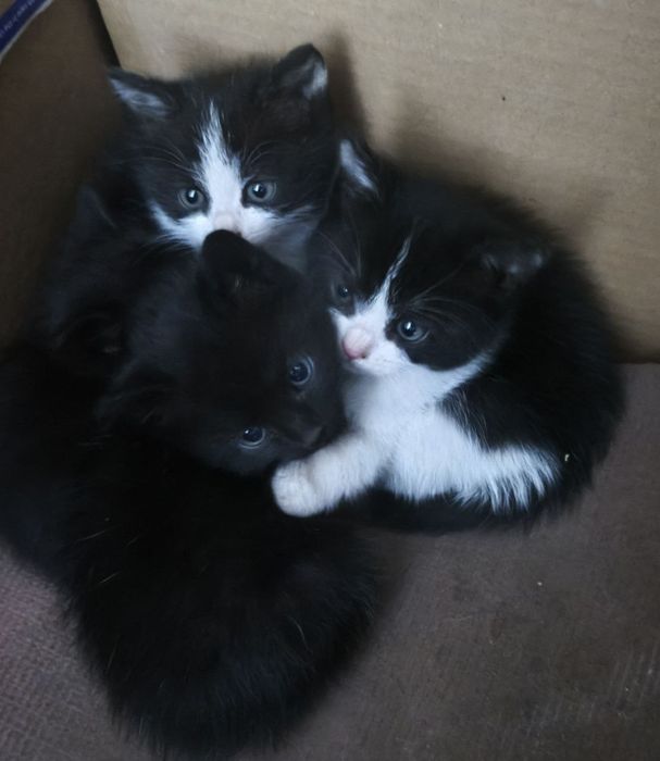 Пухнасті чарівні котики