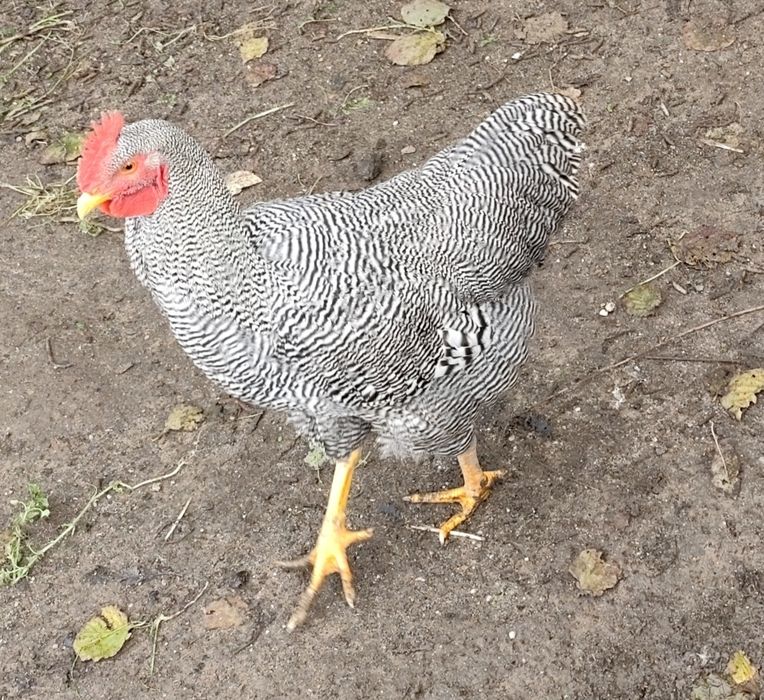 Vendo 1 galo com 7 meses Plymouth Rock Barrada