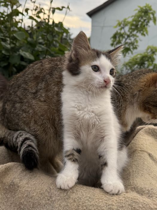 Подарую двох котиків