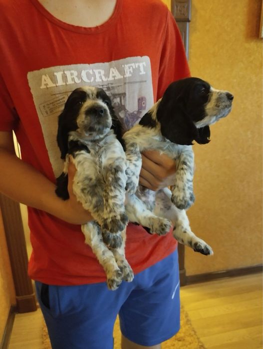 Продам цуценят Спаніельчиків