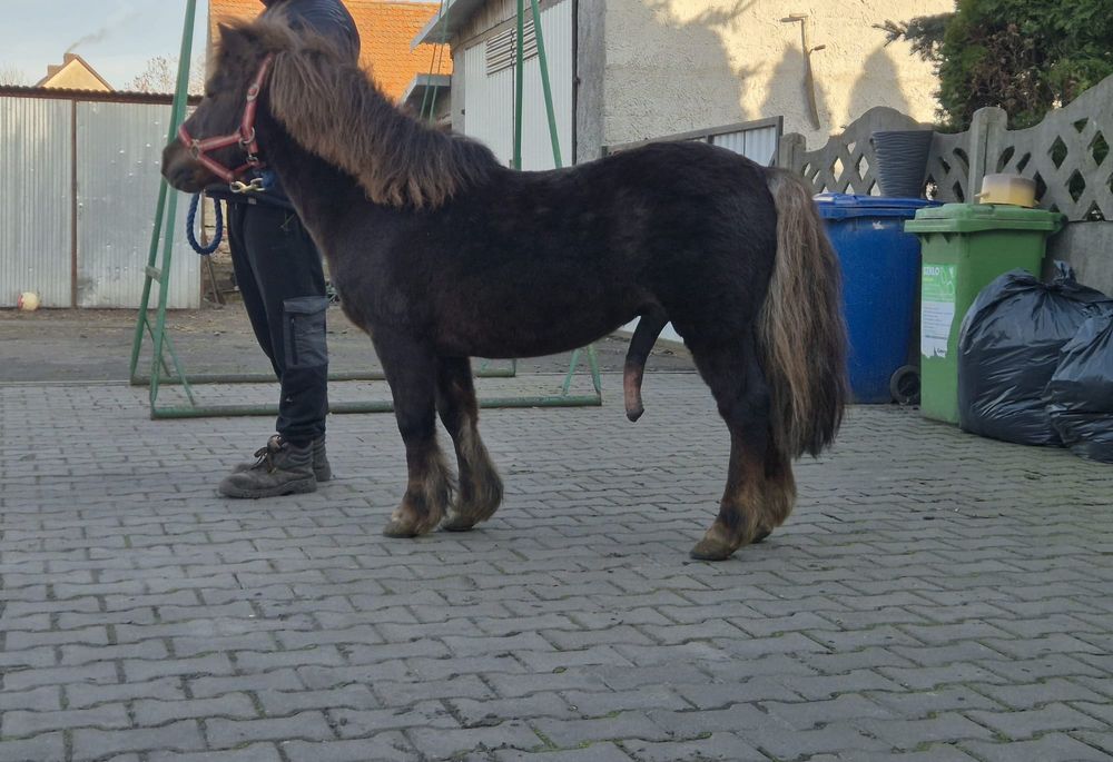 Sprzedam kuca szetlanda ogierek