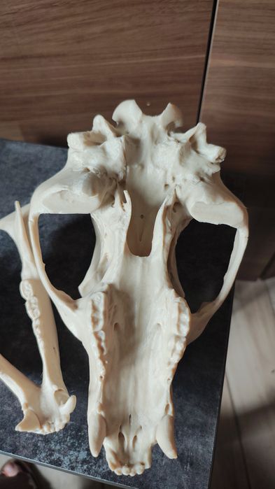 Czaszka niedźwiedzia czarnego wydruk 3d