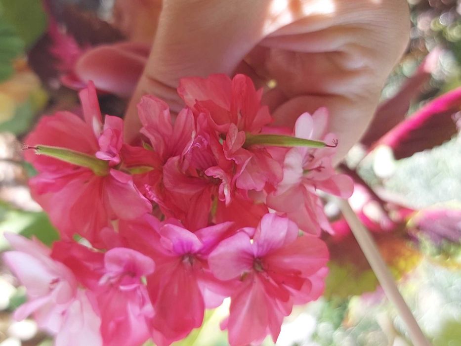 Герань пеларгонія калачики ампельна зональна зірчаста плющелиста духмя