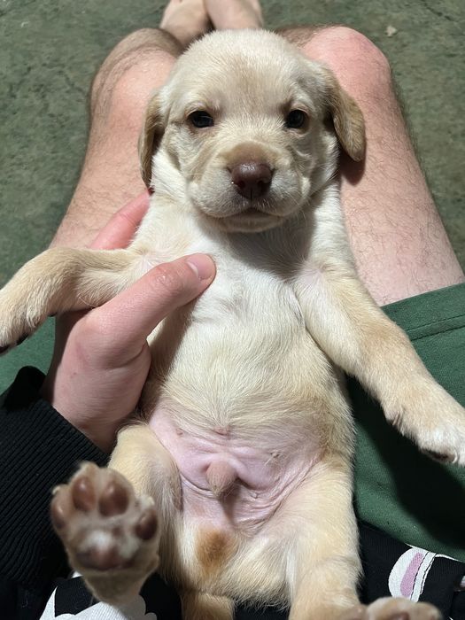 Продам щенков лабрадора