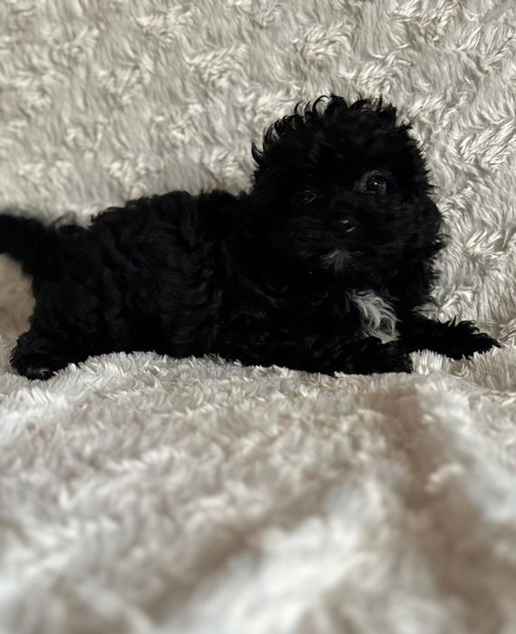 Pomapoo chłopczyk