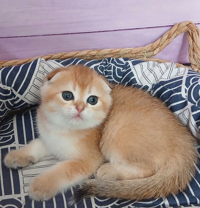 Котики золотої шиншили