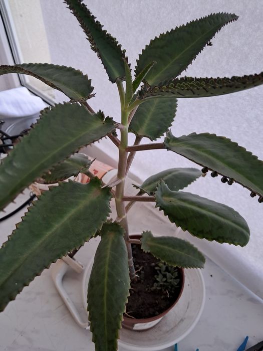 Калонхое малята каланхое