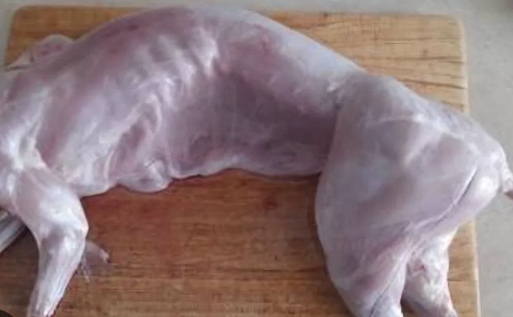 Świeże tuszki z młodego królika – 100% BIO / Zdrowe / Wiejskie (35 zł/kg)