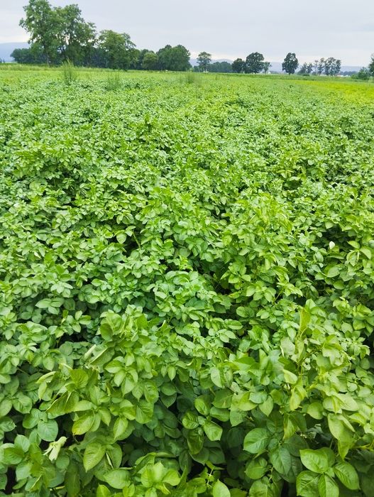 Ziemniaki. Vineta lord otolia Jurek