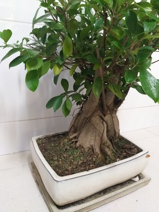 Bonsai 12 anos (40cms)