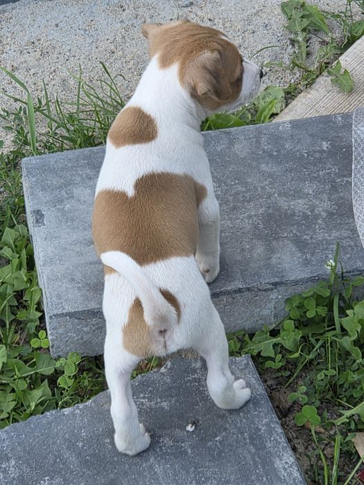 Jack russell terrier