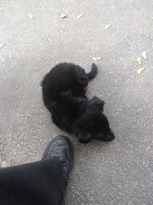 пес полу вiвчярка