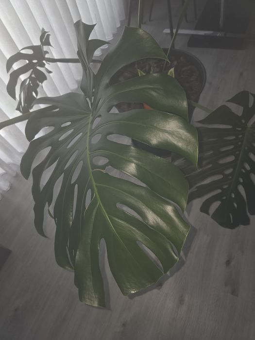 Monstera Deliciosa ( Costela-de-Adão ) grande com vaso incluído - planta de interior