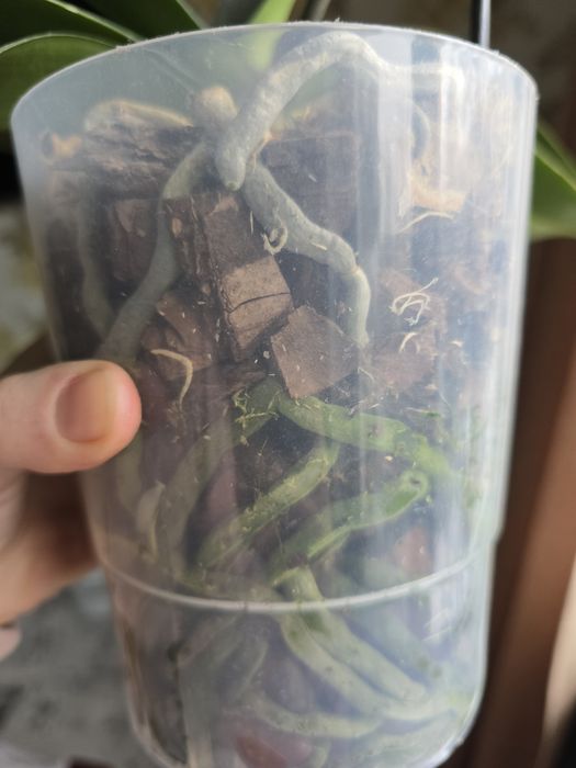 Орхідея, орхідеї