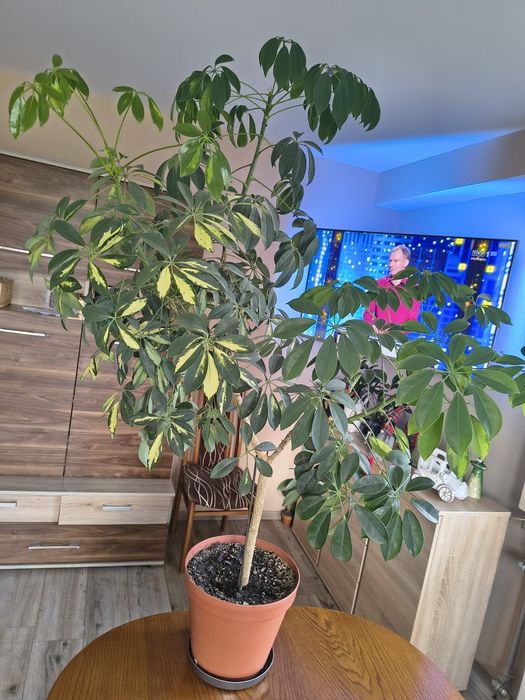 Szeflera drzewkowata 150cm