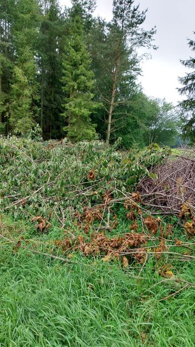 Gałęzie sprzedam