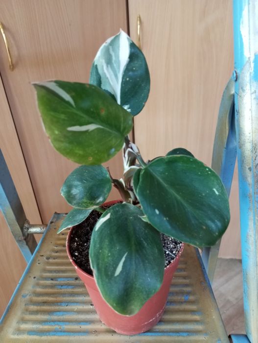 Филодендроны сорта