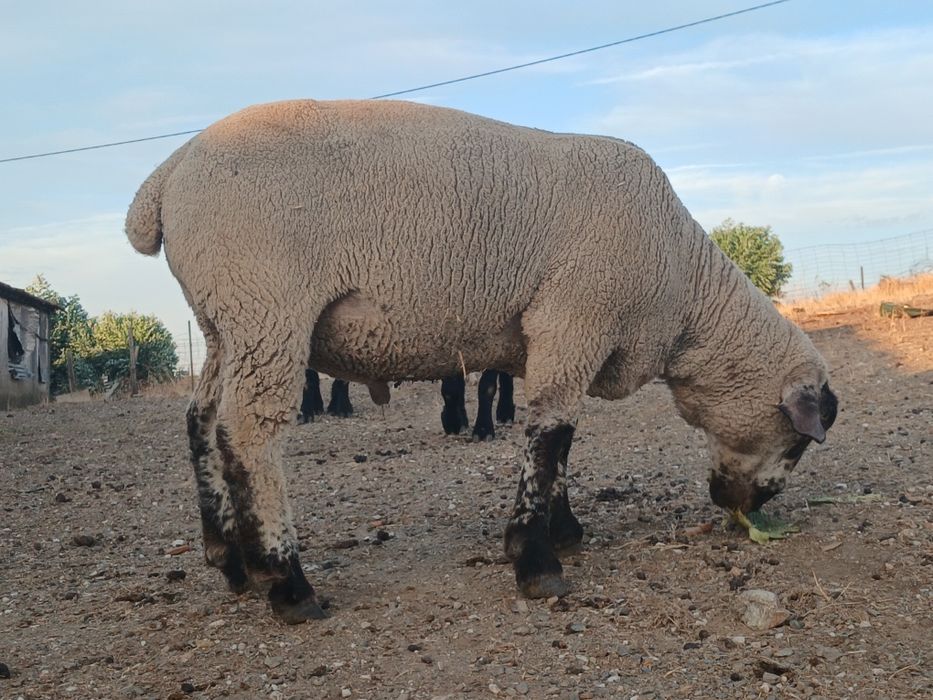 Borrego  Suffolk