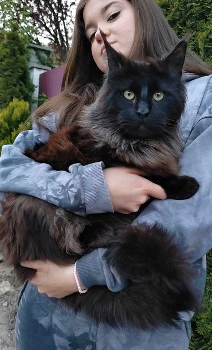 Мейн Кун, Maine Coon, Black, чёрного окраса