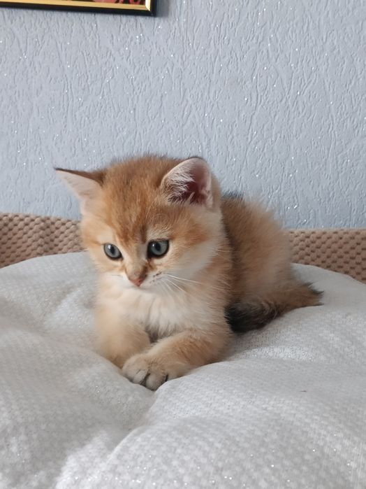 Придивіться, може тут Ваш котик