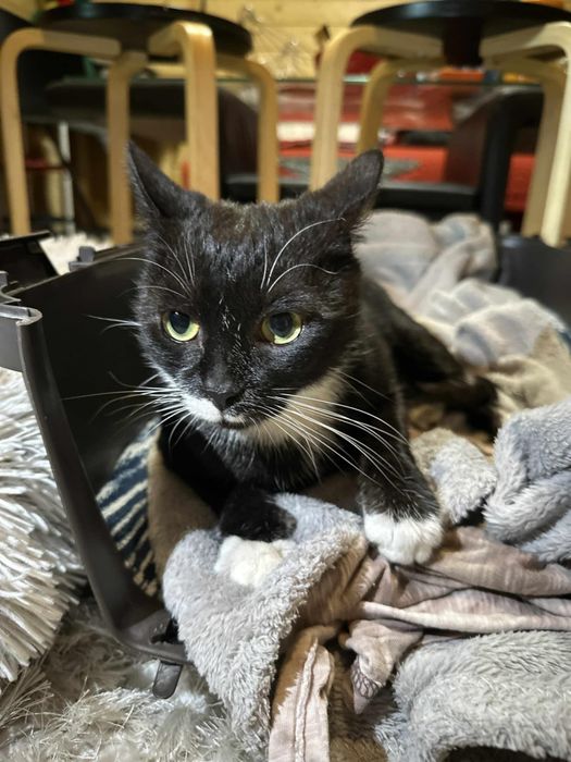 Wyjątkowo malutka koteczka ,szuka domu.