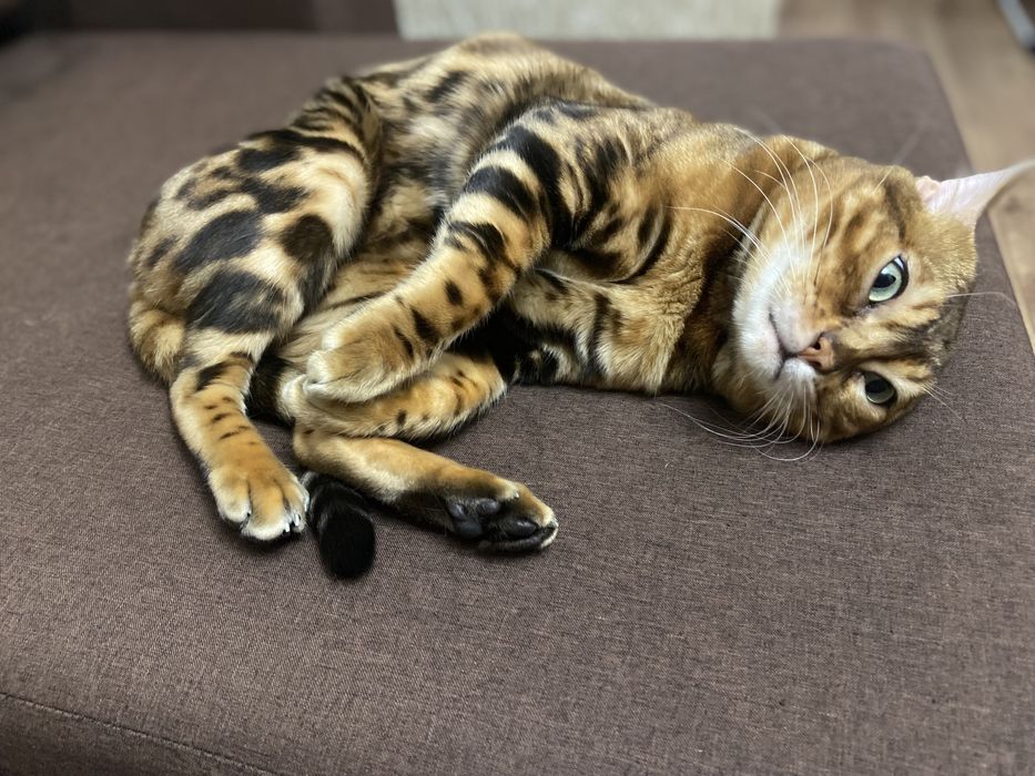 Вязка бенгальского кота