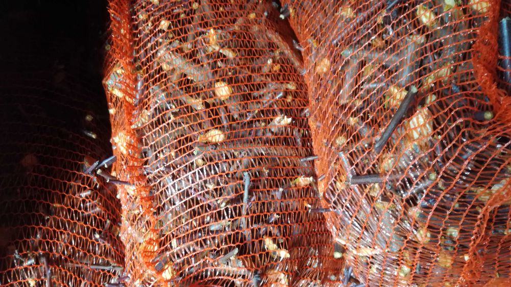 Rebak rebakowanie rozdrabnianie galezi na kawałki i na drobno