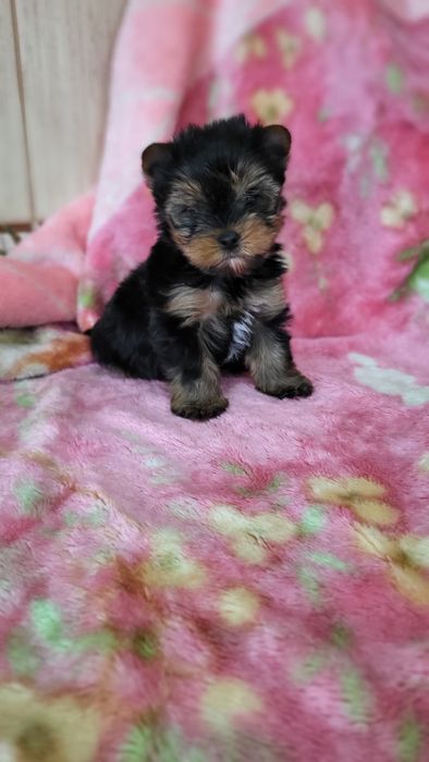 Детки йорк мини  .