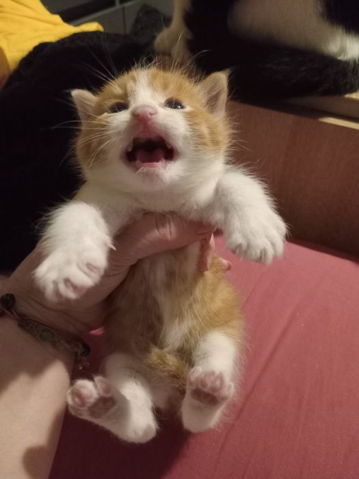 КОТИК Рыжуля .....