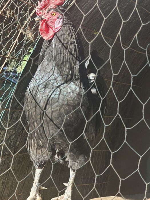 Casal de Jersey Gigante para criação