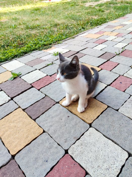 котика пухнастогоо
