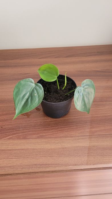 Filodendron pnacy