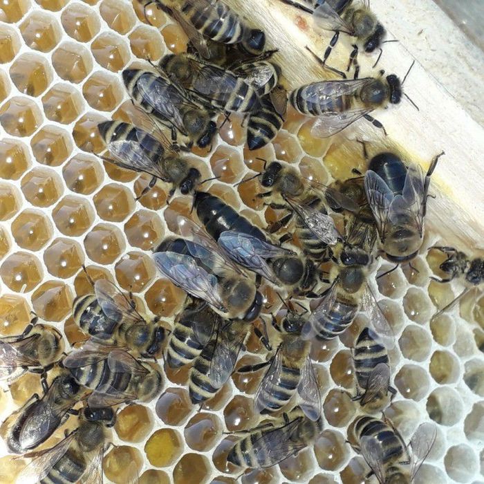 Матки Карніка 2026р.