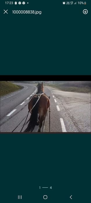 Sprzedam klacz w typie pkz