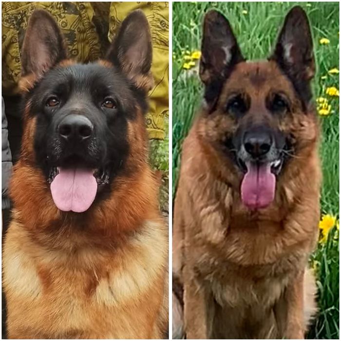 Племене  цуценя німецькоі вівчарки